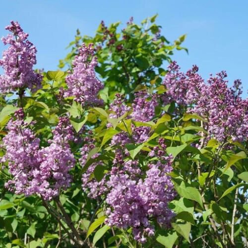 25 Seeds Double Blue Lilac Seeds Tree Fragrant Flowers Perennial (Seeds)