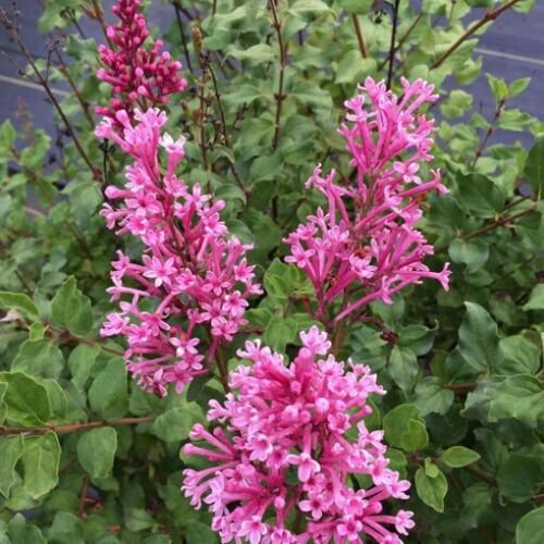 25 Seeds Rouge Lilac Seeds Tree Fragrant Flowers Perennial (Seeds)