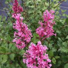 25 Seeds Rouge Lilac Seeds Tree Fragrant Flowers Perennial (Seeds)