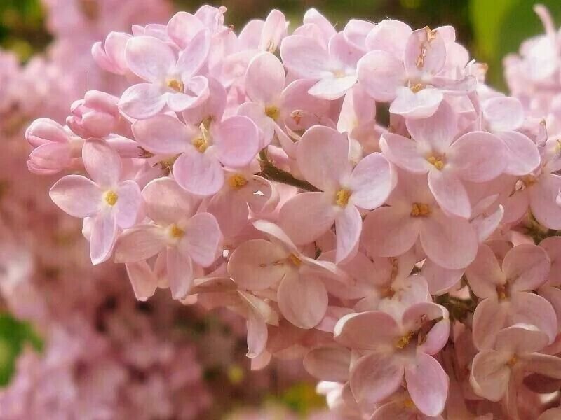 25 Seeds Rose Lilac Seeds Tree Fragrant Flowers Perennial (Seeds)