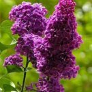 25 Seeds Purple Haze Lilac Seeds Tree Fragrant Flowers Perennial (Seeds)