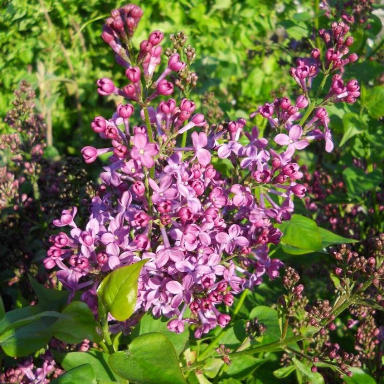 25 Seeds Purple Glory Lilac Seeds Tree Fragrant Flowers Perennial (Seeds)