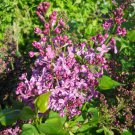 25 Seeds Purple Glory Lilac Seeds Tree Fragrant Flowers Perennial (Seeds)