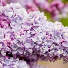 25 Seeds President Gra Lilac Seeds Tree Fragrant Flowers Perennial (Seeds)