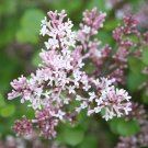 25 Seeds Palibin Lilac Seeds Tree Fragrant Flowers Perennial (Seeds)
