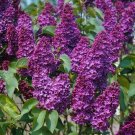25 Seeds Orchid Lilac Seeds Tree Fragrant Flowers Perennial (Seeds)