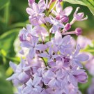 25 Seeds Age Lilac Seeds Tree Fragrant Flowers Perennial (Seeds)