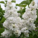 25 Seeds Madame Lemoin Lilac Seeds Tree Fragrant Flowers Perennial Seed Flower (Seeds)