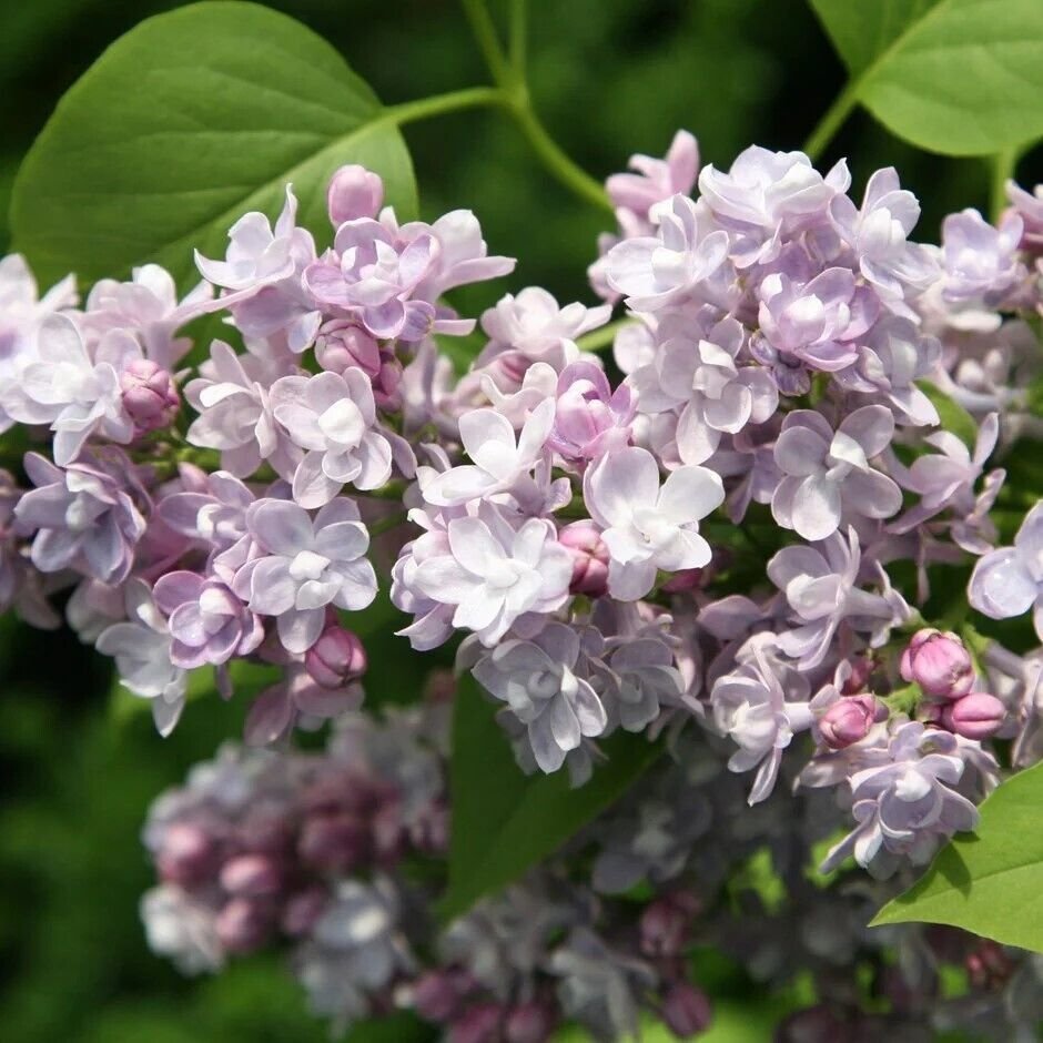 25 Seeds Katherine Lilac Seeds Tree Fragrant Flowers Perennial (Seeds)