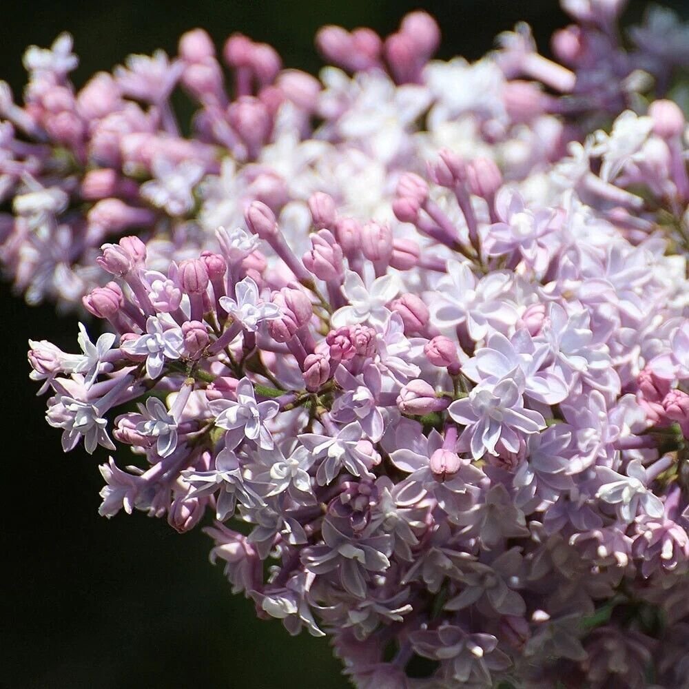 25 Seeds Josee Lilac Seeds Tree Fragrant Flowers Perennial (Seeds)