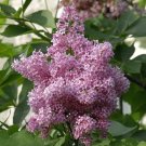 25 Seeds James Mcfarla Lilac Seeds Tree Fragrant Flowers Perennial (Seeds)