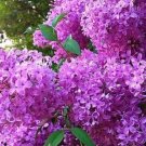 25 Seeds French Violet Lilac Seeds Tree Fragrant Flowers Perennial (Seeds)