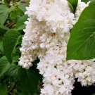 25 Seeds Fiala Lilac Seeds Tree Fragrant Flowers Perennial (Seeds)