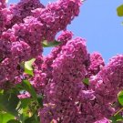 25 Seeds Orchid Lilac Seeds Tree Fragrant Flowers Perennial (Seeds)