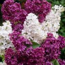 25 Seeds White Magenta Lilac Seeds Tree Fragrant Flowers Perennial (Seeds)
