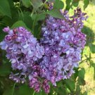 25 Seeds Double Blue Lilac Seeds Tree Fragrant Flowers Perennial (Seeds)