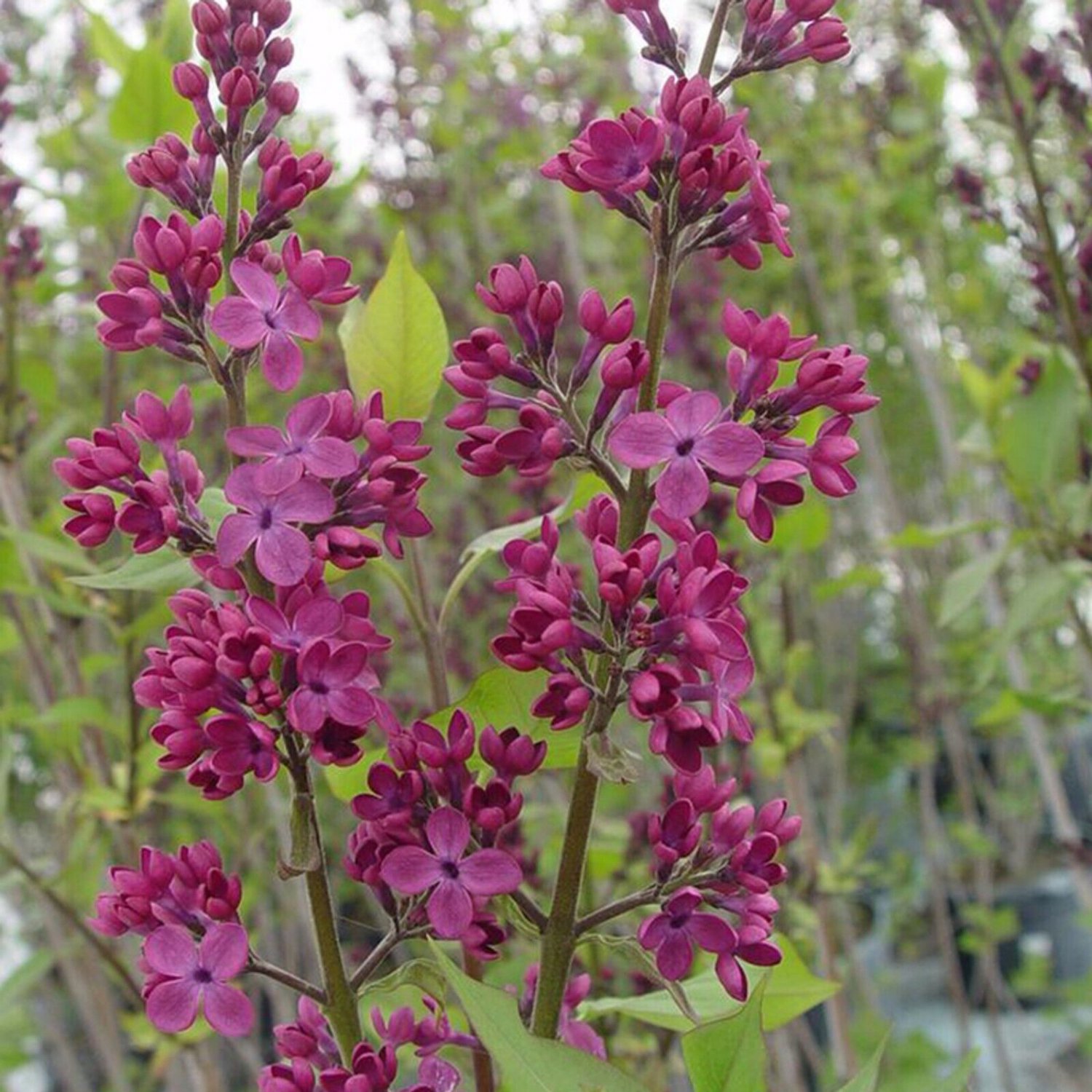 25 Seeds Declaration Lilac Seeds Tree Fragrant Flowers Perennial (Seeds)