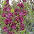 25 Seeds Declaration Lilac Seeds Tree Fragrant Flowers Perennial (Seeds)