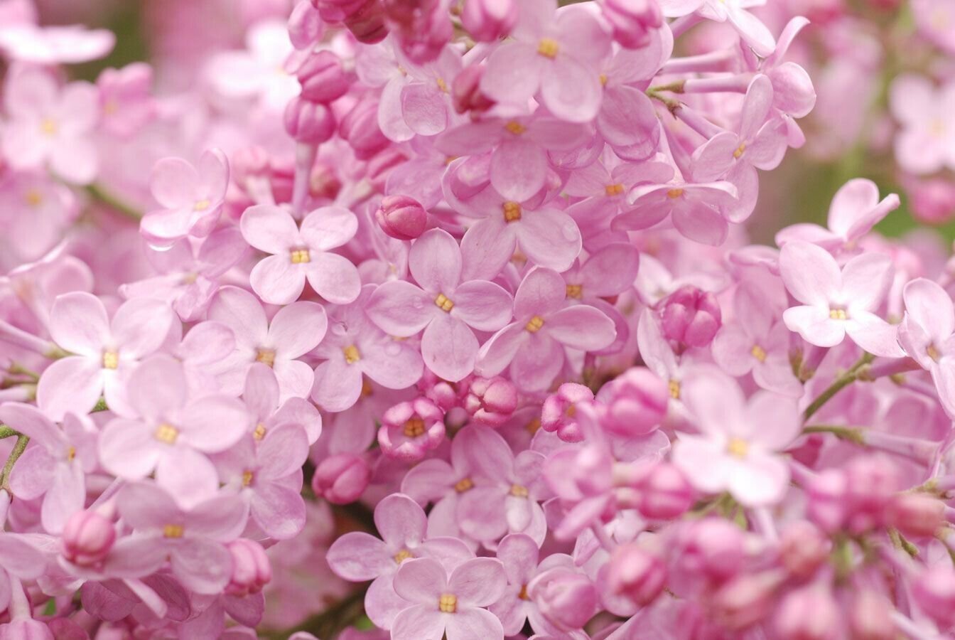 25 Seeds Blush Lilac Seeds Tree Fragrant Flowers Perennial (Seeds)
