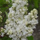 25 Seeds Beauty Moscow Lilac Seeds Tree Fragrant Flowers Perennial (Seeds)