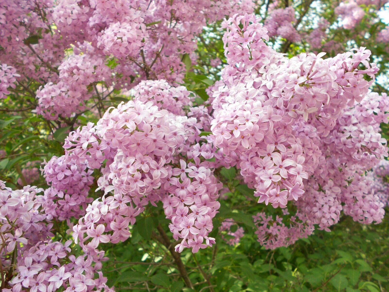 25 Seeds Ballet Lilac Seeds Tree Fragrant Flowers Perennial (Seeds)