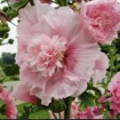 25 Seeds Summer Carnival Hollyhock Seeds Perennial Flower (Seeds)