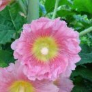 25 Seeds Pink Yellow Hollyhock Seeds Perennial Flower (Seeds)