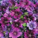 25 Seeds Merlin Purple Hollyhock Seeds Perennial Flower (Seeds)