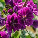 25 Seeds Mauritiana Hollyhock Seeds Perennial Flower (Seeds)