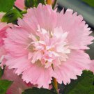 25 Seeds Spring Pink Hollyhock Seeds Perennial Flower (Seeds)