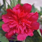 25 Seeds Celebration Hollyhock Seeds Perennial Flower (Seeds)