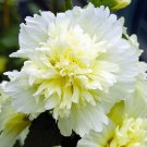 25 Seeds Dbl Yellow White Hollyhock Seeds Perennial Flower (Seeds)