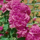 25 Seeds Double Violet Hollyhock Seeds Perennial Flower (Seeds)
