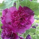 25 Seeds Double Purple Hollyhock Seeds Perennial Flower (Seeds)