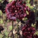 25 Seeds Double Maroon Hollyhock Seeds Perennial Flower (Seeds)
