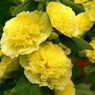 25 Seeds Alcea Banana Hollyhock Seeds Perennial Flower (Seeds)