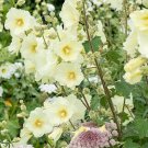 25 Seeds Alcea Rugosa Hollyhock Seeds Perennial Flower (Seeds)