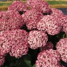 5 Seeds Incrediball Blush Hydrangea Seeds Perennial Flowers (Seeds)