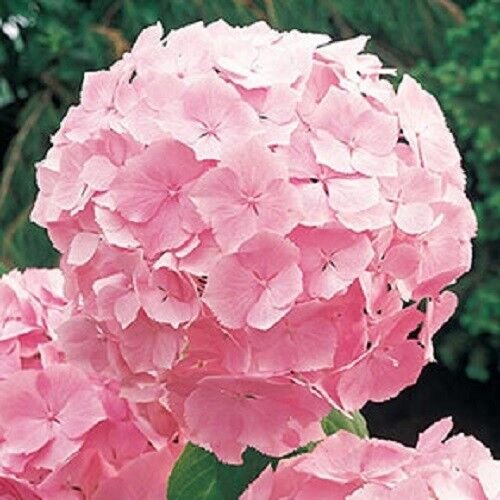 5 Seeds Forever Pin Hydrangea Seeds Perennial Flowers (Seeds)