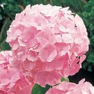 5 Seeds Forever Pin Hydrangea Seeds Perennial Flowers (Seeds)