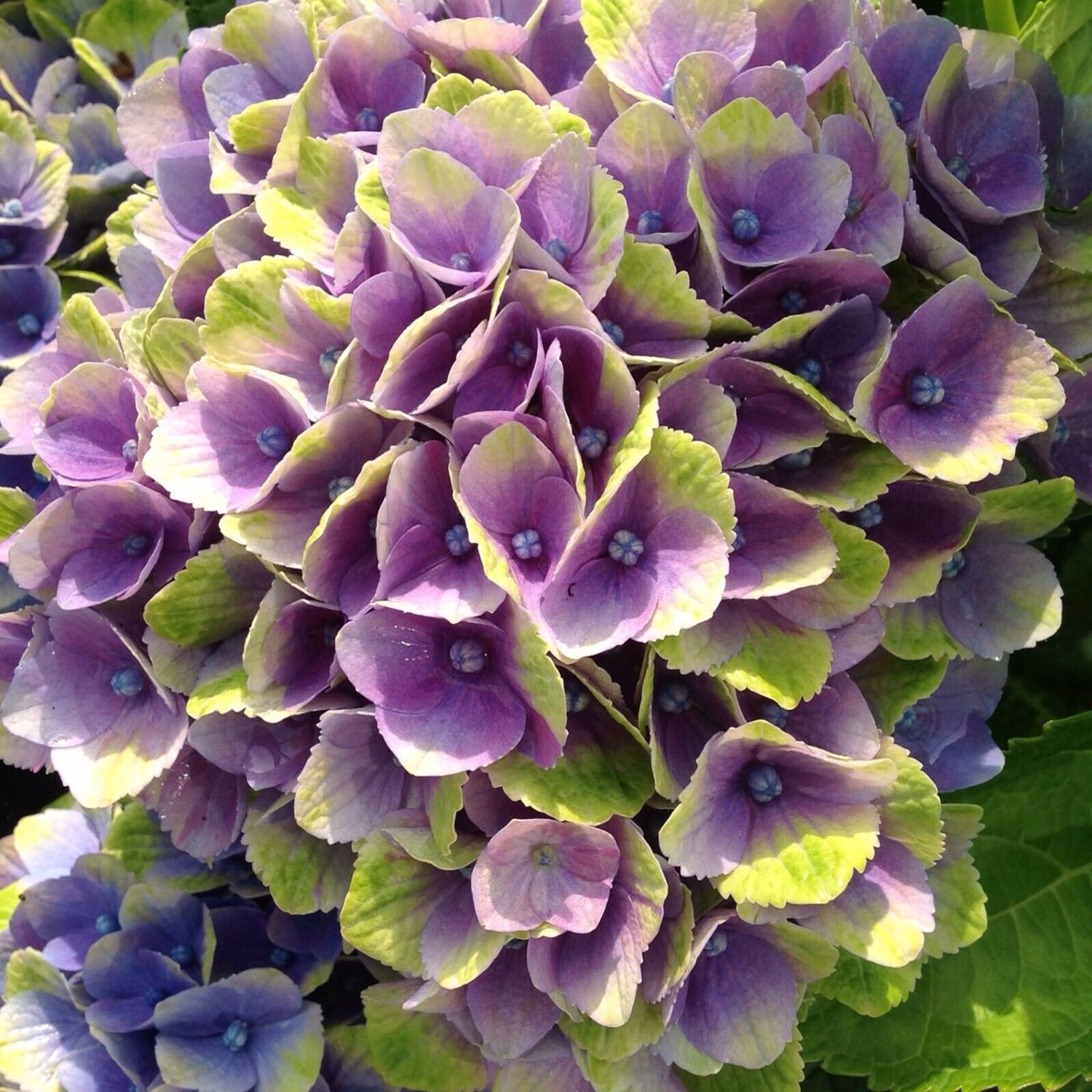 5 Seeds Ever Last Purple Hydrangea Seeds Perennial Flowers (Seeds)