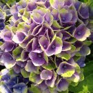 5 Seeds Ever Last Purple Hydrangea Seeds Perennial Flowers (Seeds) 5 Seeds Ever Last Purple Hydrangea Seeds Perennial Flowers (Seeds)