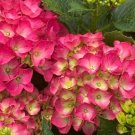 5 Seeds City Lime Hydrangea Seeds Perennial Flowers (Seeds)