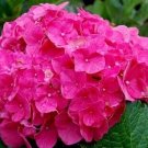 5 Seeds Charming Lily Hydrangea Seeds Perennial Flowers (Seeds)
