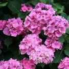 5 Seeds Alton Purple Hydrangea Seeds Perennial Garden Shrub Flowers (Seeds)