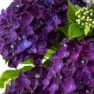 5 Seeds Purple Moph Hydrangea Seeds Perennial Garden Shrub Bloom Flower (Seeds)