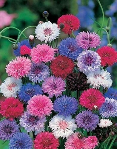 50 Seeds Dwarf Mix Bachelor's Button Seeds Annual Seed Flower (Seeds)