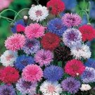 50 Seeds Dwarf Mix Bachelor's Button Seeds Annual Seed Flower (Seeds)