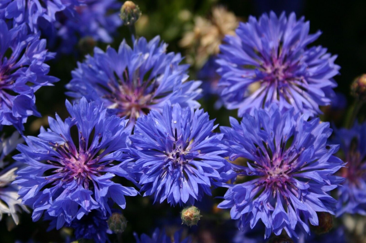 50 Seeds Dwarf Blue Bachelor's Button Seeds Annual Seed Flower (Seeds)
