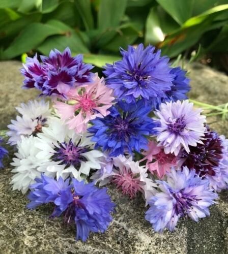 50 Seeds Doubles Mix Bachelor's Button Seeds Annual Seed Flower (Seeds)